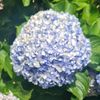 hydrangea_fan88