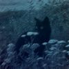 aboutsywall_