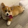 thorthecorgi59