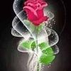safysobhy399