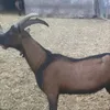 nourdinyouvi