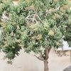 sirajsiraj7741