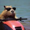 Capybaruuu