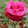 sharminsultan05