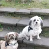 hundeliebecaissey