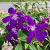 vera_olana