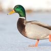unsolicited_duck_pics