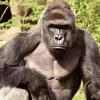 harambepower