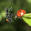 creativet06