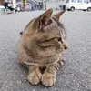 dyztotgjlurg