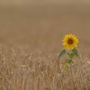natsunflower1