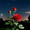 arfan7808