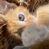 persey.kitten