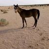 noaff_511