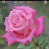 n.ateeq