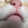 meow.lovecat8