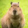 capybara_tea