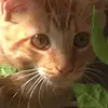 mytiger67