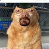 torcik2309