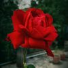 your_rohann_