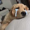 🐶