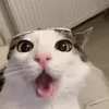 cheeseratfat