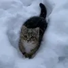 floppiboppidumpp