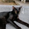 cat_2erer4