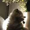 amogus_783