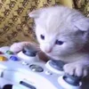 twitchteeusjayus