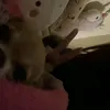 _lomluuii