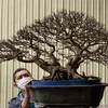 linhbonsai1