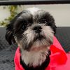 katana.shihtzu