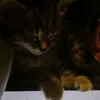 currrks