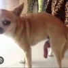 bocinaextrema