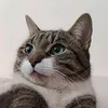 shogun_the_cat