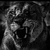 blacktige77