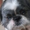 dogsaresocuteomg
