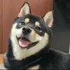 daikichi81
