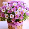@_deniz_hobim_