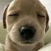 ttungdzzz