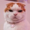 Pretty Kitty Core