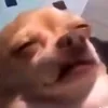 deiznuats