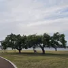 lylmr18