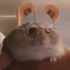 .hazel_de_hamster