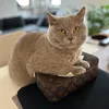 kazumoto_cr