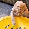 animals1234566