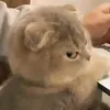 youmuuss
