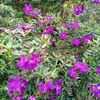 phong_suong2
