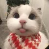 suadayyne_